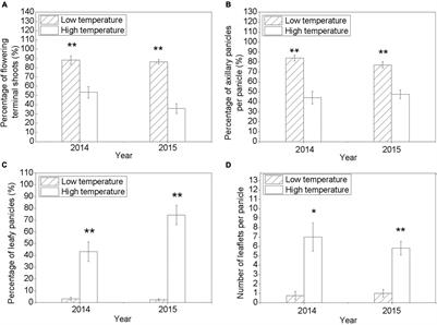 LcNAC13 Is Involved in the Reactive Oxygen Species-Dependent Senescence of the Rudimentary Leaves in Litchi chinensis